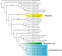 Image result for Eriochrysis pallida