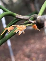 Image result for Tridactyle anthomaniaca