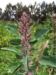 Pin On Quinoa Recipes