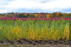 We did not find results for: Wholesale Nursery Plants Evergreen Nursery For Sale