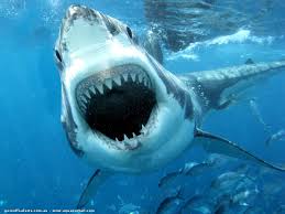 Le grand requin blanc se situe au sommet de la chaîne alimentaire dans les océans. Requin Photos Especes Comportement Alimentation Grand Requin Blanc Requin Blanc Animaux Effrayants