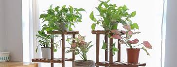 Cuando un cactus crece demasiado para la maceta en la que se encuentra, debes parte uno: Los Espanoles Queremos Plantas En Casa Estas Son Las Tendencias De Jardineria Que Mas Se Estan Buscando En Pinterest Durante El Confinamiento
