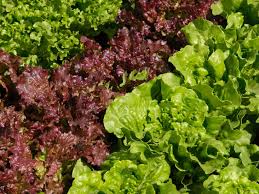 Romaine Lettuce Nutrition Calories And Recipes