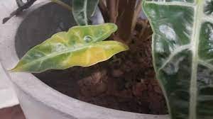 What are another words for turned yellow? Alocasia Polly Turning Yellow Causes And How To Fix It Garden For Indoor
