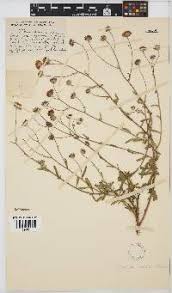 Image result for Erlangea