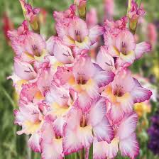 Image result for Gladiolus ecklonii