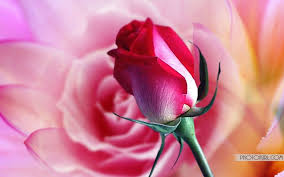 Gsfbwsrunixgibyhtlel Jpg 1024 640 Beautiful Flowers Wallpapers Flower Images Free Flowers Free Download