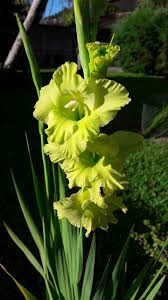 Selain mekar lebih lama, gladiol juga mampu berbunga. Bunga Gladiol Hijau Foto Gratis Di Pixabay