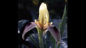 Image result for Iridaceae