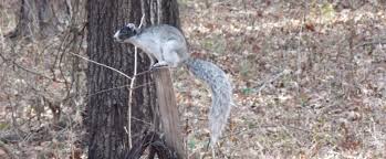 Check spelling or type a new query. Sherman S Fox Squirrel Florida State Parks