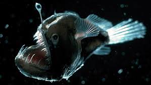 Deep Sea Anglerfish Deep Sea Fishes Melanocetus Johnsonii