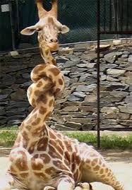 Http 4 Bp Blogspot Com 6caseivo 7w Umr Qgzrzai Aaaaaaaaedq 3liqi23ms2i S1600 Funny Giraffe Sore Throat Funny Giraffe Pictures Funny Giraffe Giraffe Pictures