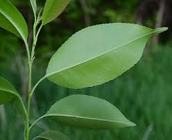 Image result for Prunus serotina