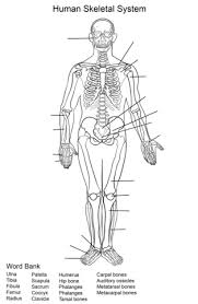 Human Skeletal System Worksheet Coloring Page Free Printable Coloring Pages Skeletal System Worksheet Anatomy Coloring Book Human Skeletal System