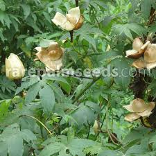 Image result for Merremia tuberosa