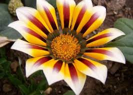 We did not find results for: Gazania