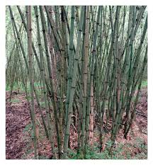 Image result for Oldeania alpina