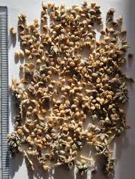 Image result for Echinochloa frumentacea