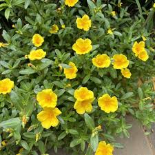 Image result for Portulacaceae