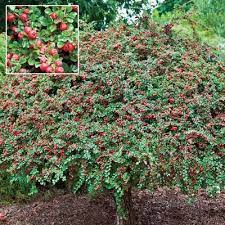 Cotoneaster (cotoneaster spp.) includes both creeping and upright varieties, as well as deciduous and evergreen plants. Cranberry Cotoneaster Standard Habitat Garden Landscaping Plants Cotoneaster