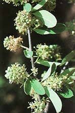 Image result for Boscia salicifolia