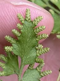 Image result for Lygodium