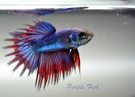 Young Betta Splendens Crown Tail Male Fish Siamese Fighting Fish Betta Fish Pet