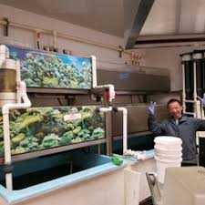 There are reef safe fish and predatory fish, so hobbyists must consider tank size and compatibility so their saltwater fish will live a long. Best Fish Stores Near Me June 2021 Find Nearby Fish Stores Reviews Yelp