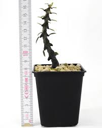 Image result for Ceropegia gracilior