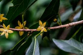 Image result for Cola natalensis