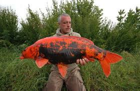 See full list on puregoldfish.com Lifespan Goldfish Koi Goldfish Emergency Diagnose And Treat