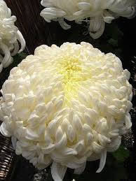 Pin On Flowers Centerpieces