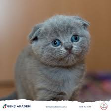 Dunya Kediler Gunu Kutlu Olsun Kediier Seciimis Arkadasiardir Norman Corwin 2020 Kedi Gencler