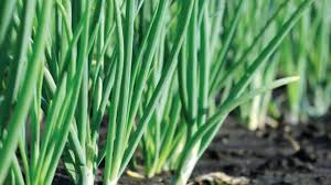 Cara menanam bawang daun sendiri di rumah tidaklah sulit. Cara Menanam Bawang Daun Hello Magetan