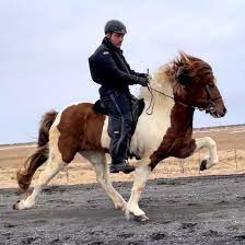 Since arriving with the first settlers over a thousand years ago, icelandic horses have been isolated on their little island without any genetic input from. Alfholar Icelandic Horse Breeding Farm Startseite Facebook