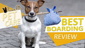 Where is the best dog boarding near me? Pin On Cats Dog Care