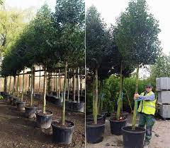 The dense canopy of these trees helps reduce visual effects, make for effective you can contact our team of tree specialists to determine the best evergreen species for your garden/yard or green space. Mature Trees Mature Evergreen Trees For Sale Full Standard
