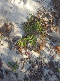 Image result for Tephrosia montana