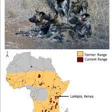 South African Wild Dog Pack Top And Map Of Extant And Former Wild Dog Download Scientific Diagram