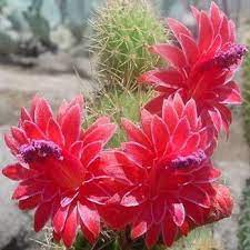 Buying suculents online doesn't have to be difficult. Cactus Thailand Home Facebook