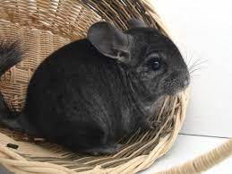 10 Animales Para Tener En Casa Descubre Cual Es El Ideal Para Ti