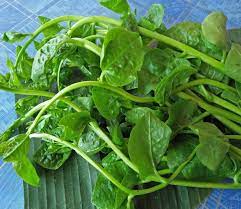 ผักปลัง มีทั้งก้านแดงและเขียว : Organic Little Farmer