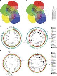 Image result for Rhizobium radiobacter, syn. Agrobacterium tumefaciens