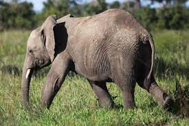 Find over 100+ of the best free animal images. Join Our Global Community World Animal Protection