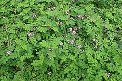 Image result for Indigofera wituensis