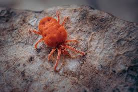 Image result for red mite
