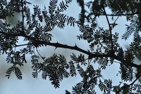 Image result for Faidherbia albida