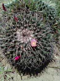 Product details highlights bird's nest cactus (mammillaria decipiens ssp. Pincushion Cactuses Genus Mammillaria Inaturalist