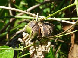 Image result for Plukenetia