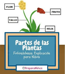 Las Plantas Y Sus Partes Para Ninos De Primaria Partes De La Planta Clasificacion De Las Plantas Ciclos De Vida De Las Plantas